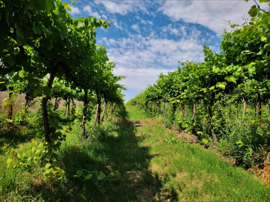 Commercial Property for Sale in Upington Rural Northern Cape